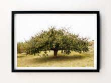 Load image into Gallery viewer, Apple Tree, Germany

