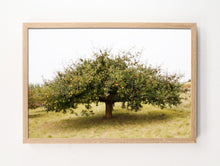 Load image into Gallery viewer, Apple Tree, Germany
