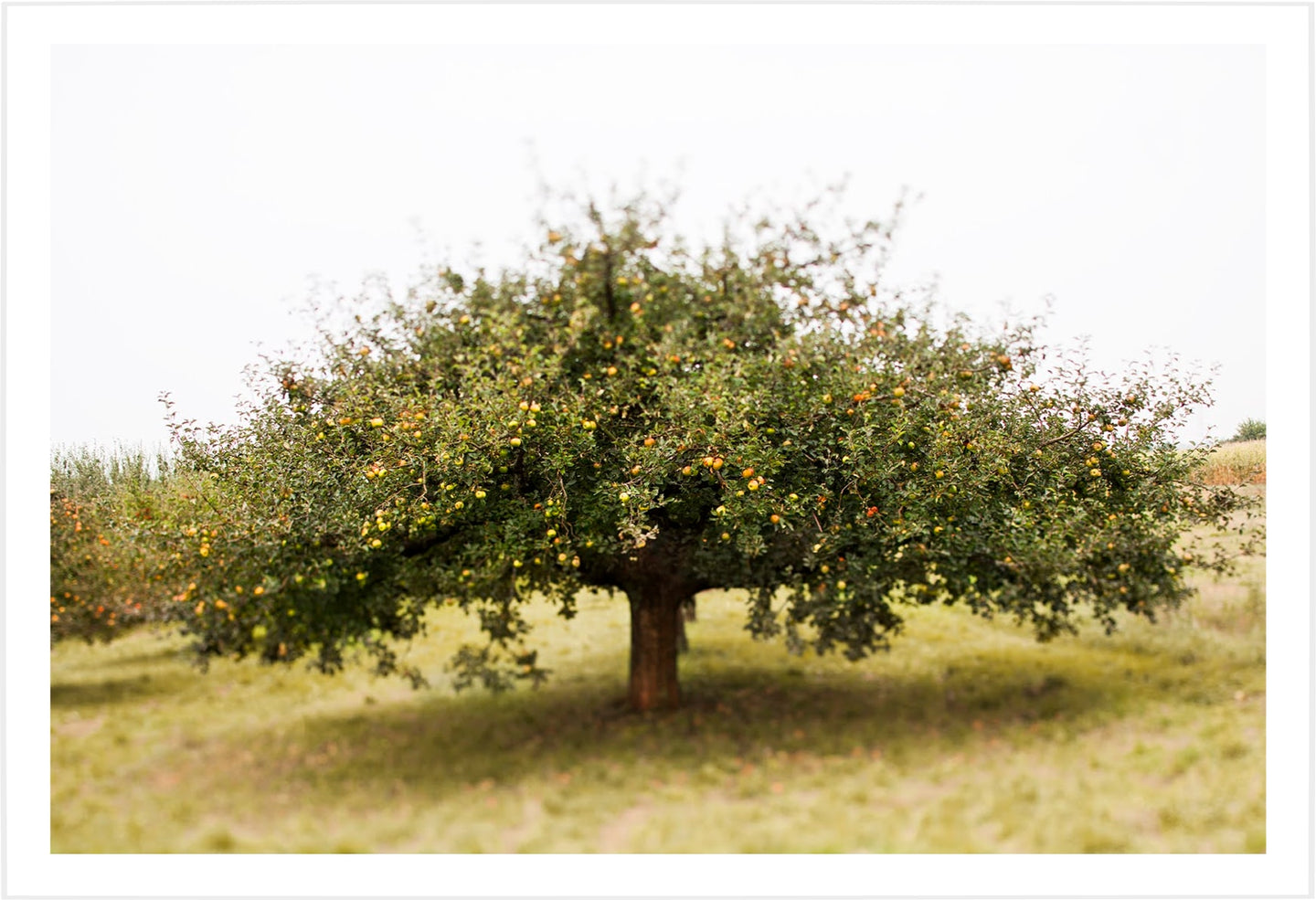 Apple Tree, Germany