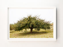 Load image into Gallery viewer, Apple Tree, Germany
