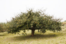 Load image into Gallery viewer, Apple Tree, Germany
