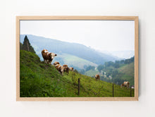 Load image into Gallery viewer, Black Forest Cows
