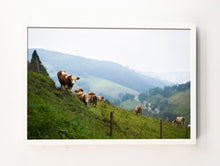 Load image into Gallery viewer, Black Forest Cows
