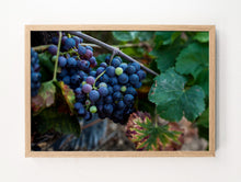 Load image into Gallery viewer, Burgundy Grapes
