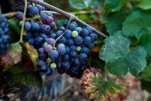 Load image into Gallery viewer, Burgundy Grapes
