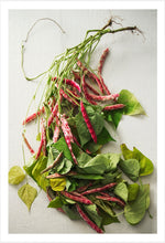 Load image into Gallery viewer, Cranberry Beans Bunch Portrait
