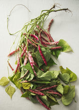 Load image into Gallery viewer, Cranberry Beans Bunch Portrait
