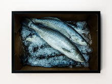 Load image into Gallery viewer, Fish on Ice
