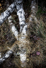 Load image into Gallery viewer, Forest Floor #1
