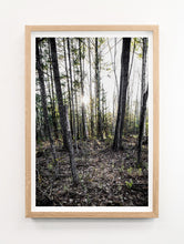 Load image into Gallery viewer, Forest Floor #3
