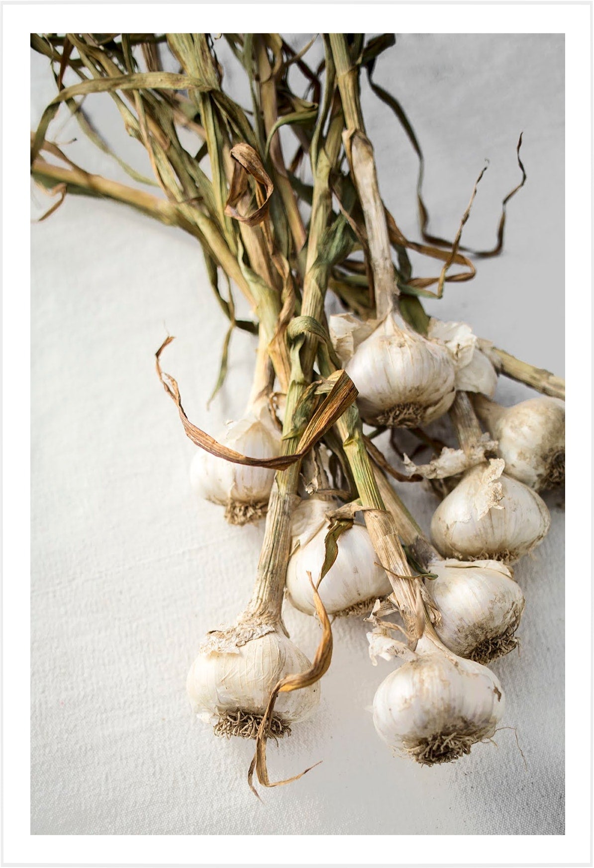 Garlic Portrait