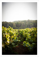Load image into Gallery viewer, In the Vineyard, France
