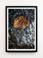 Load image into Gallery viewer, Marin Autumn Leaf
