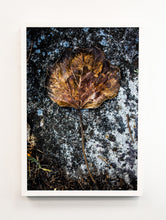 Load image into Gallery viewer, Marin Autumn Leaf
