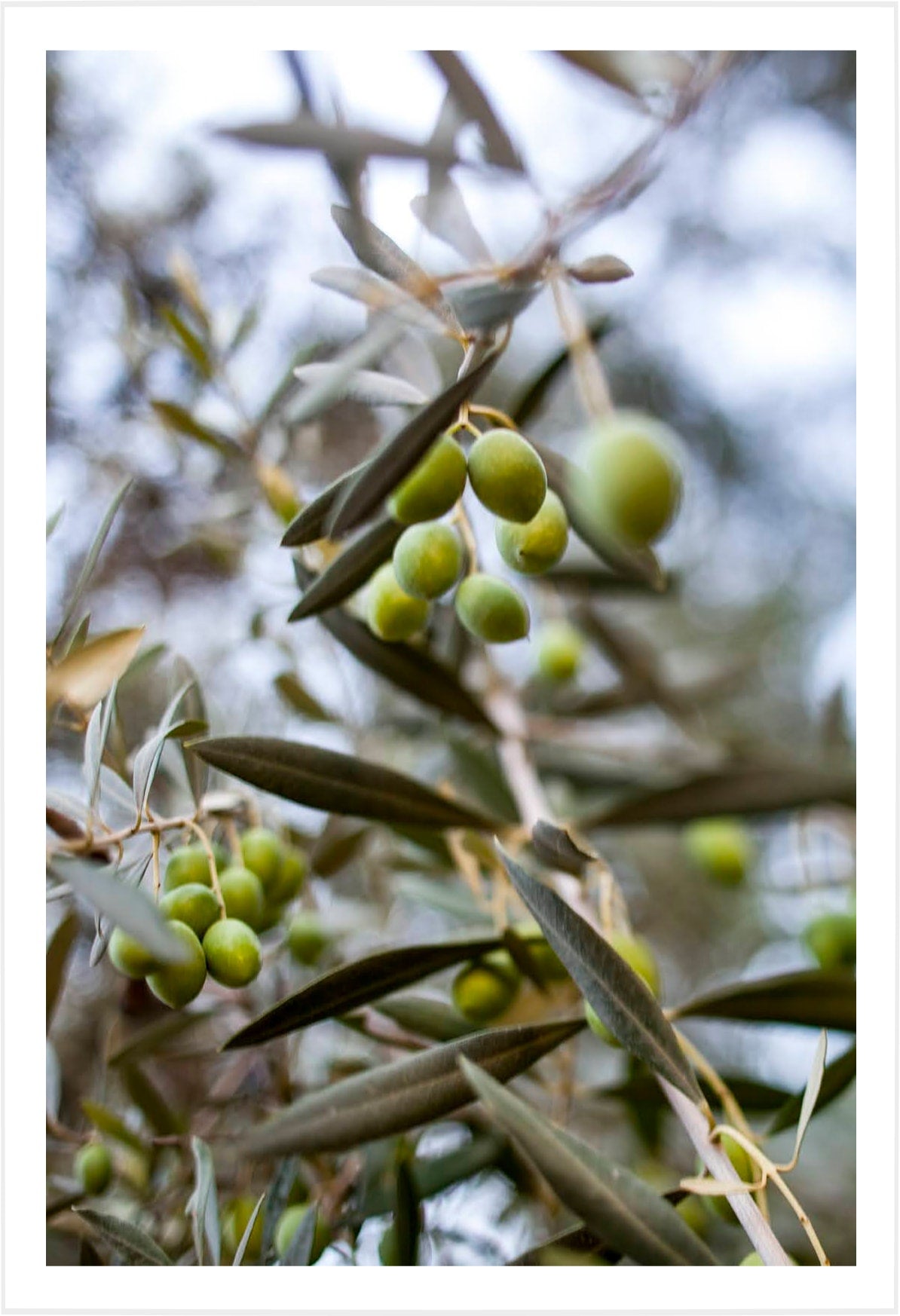 Moroccan Olives
