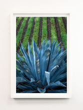 Load image into Gallery viewer, Napa Aloe 1

