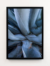Load image into Gallery viewer, Napa Aloe 3

