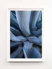 Load image into Gallery viewer, Napa Aloe 3
