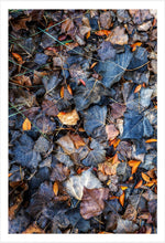 Load image into Gallery viewer, Napa Autumn Leaves
