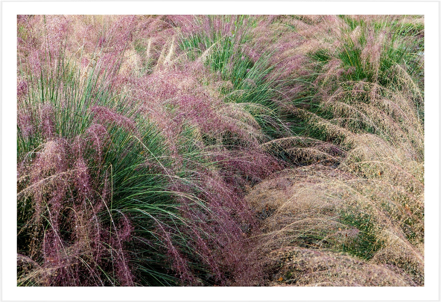 Napa Dew Grasses #2