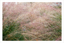 Load image into Gallery viewer, Napa Dew Grasses #3
