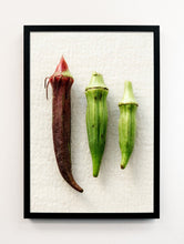 Load image into Gallery viewer, Okra Portrait
