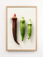 Load image into Gallery viewer, Okra Portrait
