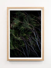 Load image into Gallery viewer, Pine Needles
