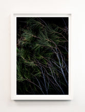 Load image into Gallery viewer, Pine Needles
