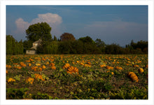 Load image into Gallery viewer, Pumpkin Patch, Aixen Provence
