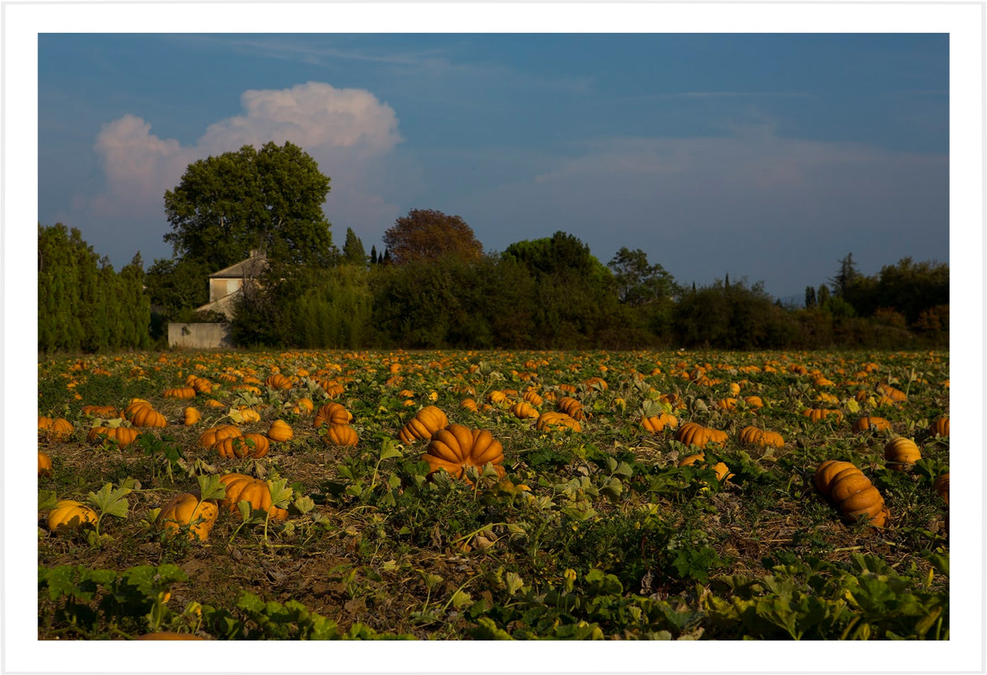 Pumpkin Patch, Aixen Provence