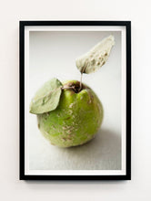 Load image into Gallery viewer, Quince Portrait
