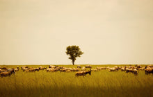 Load image into Gallery viewer, Serengeti View #1
